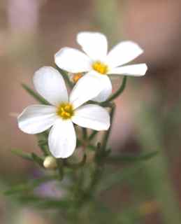 Plant image