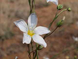 Plant image