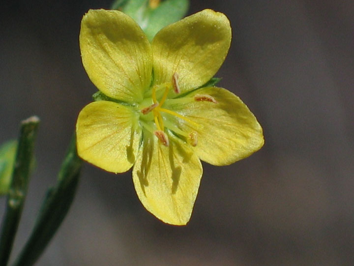 Plant image