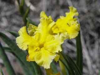 Plant image