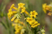 Plant image