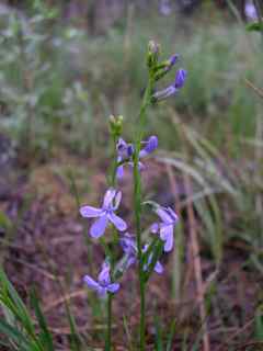 Plant image