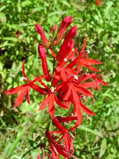 Plant image