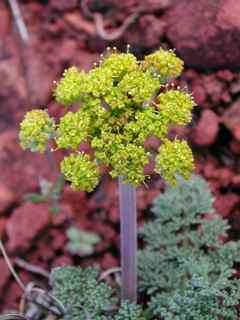 Plant image