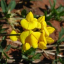 Plant image