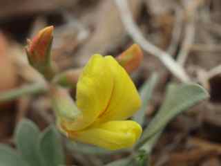 Plant image