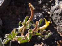 Plant image
