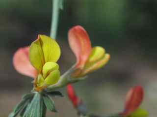 Plant image