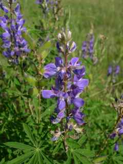 Plant image