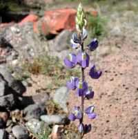 Plant image