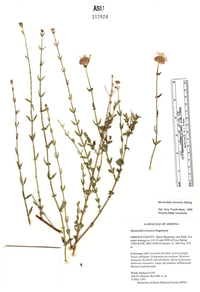 Plant image
