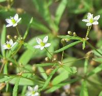 Plant image
