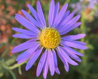 Plant image
