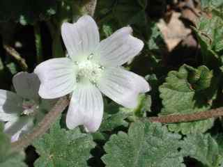 Plant image