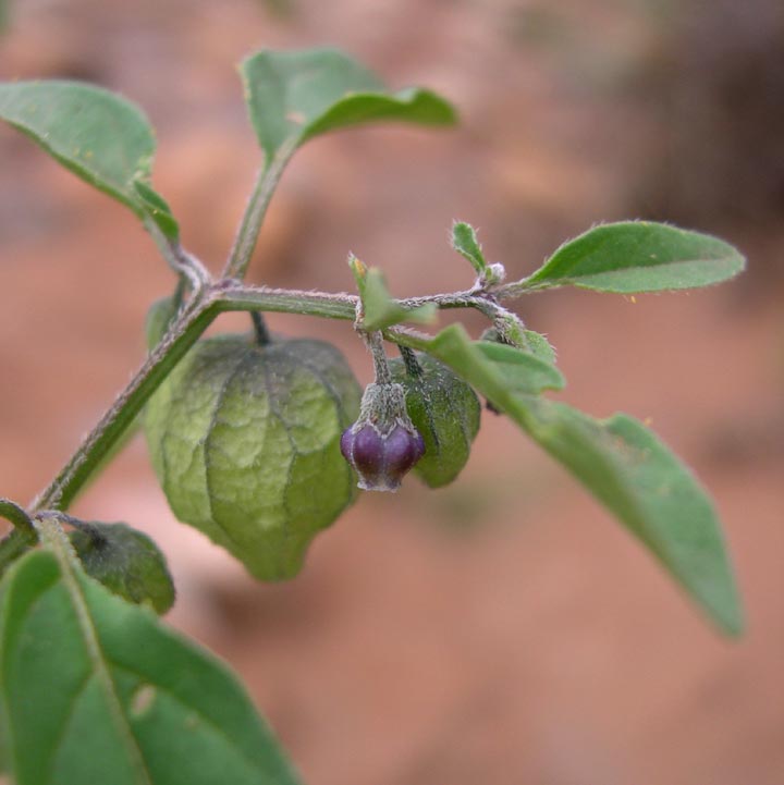 Plant image