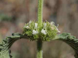 Plant image