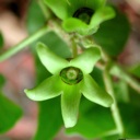 Plant image