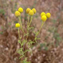 Plant image