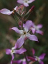 Plant image
