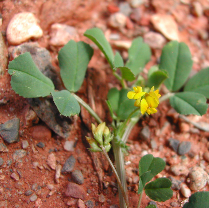 Plant image