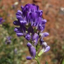 Plant image