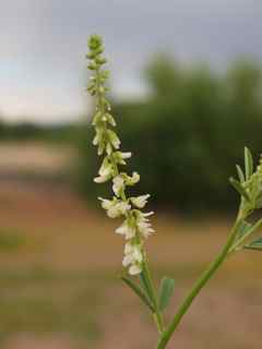 Plant image