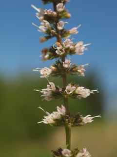 Plant image