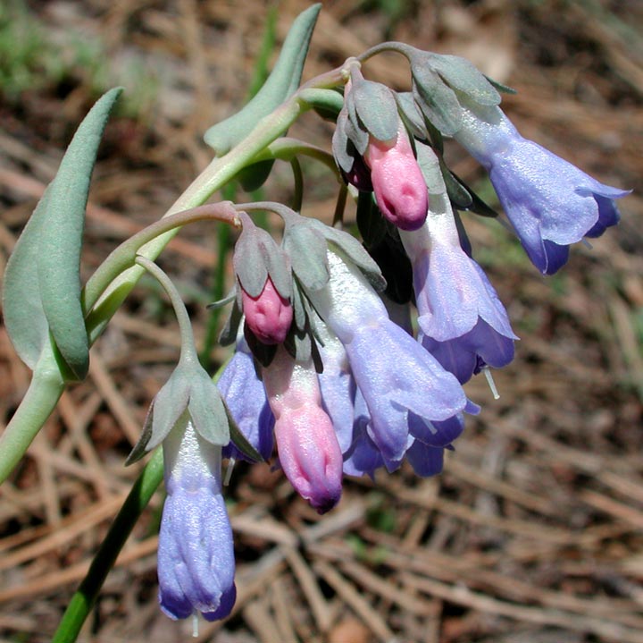 Plant image