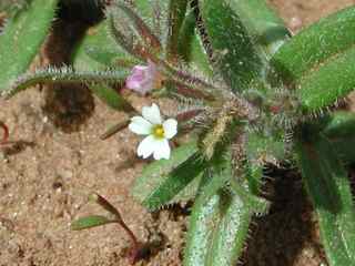 Plant image