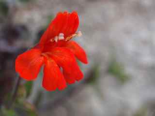 Plant image