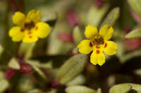 Plant image