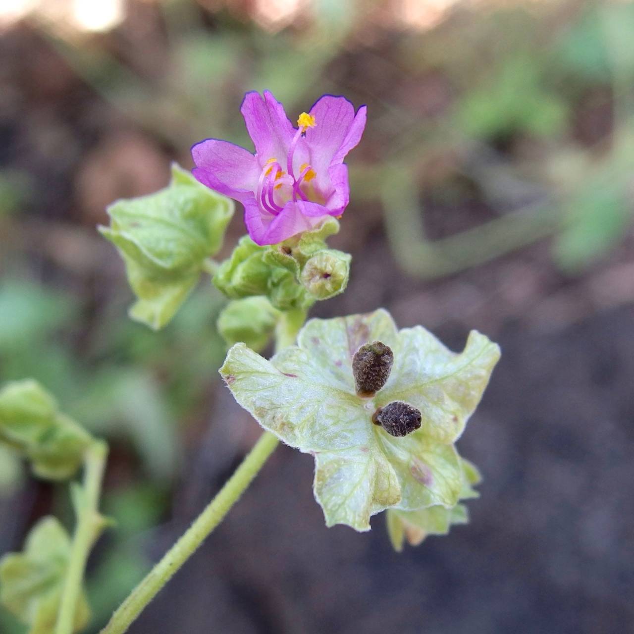 Plant image