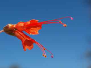 Plant image