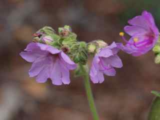 Plant image