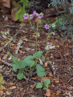 Plant image