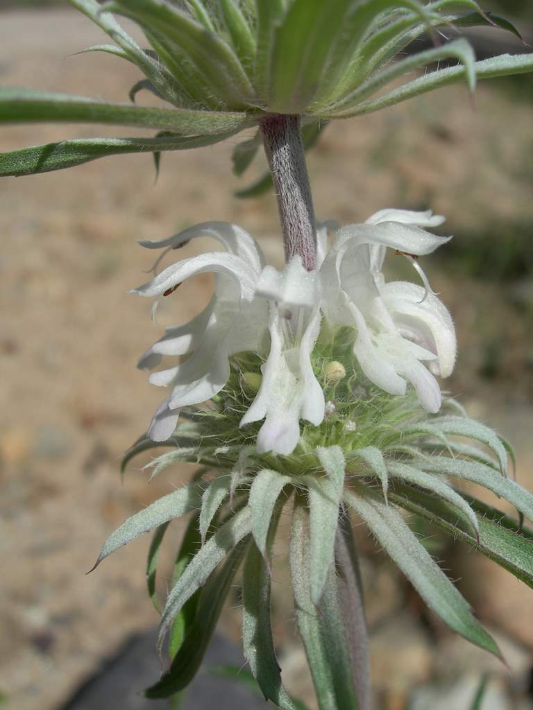 Plant image