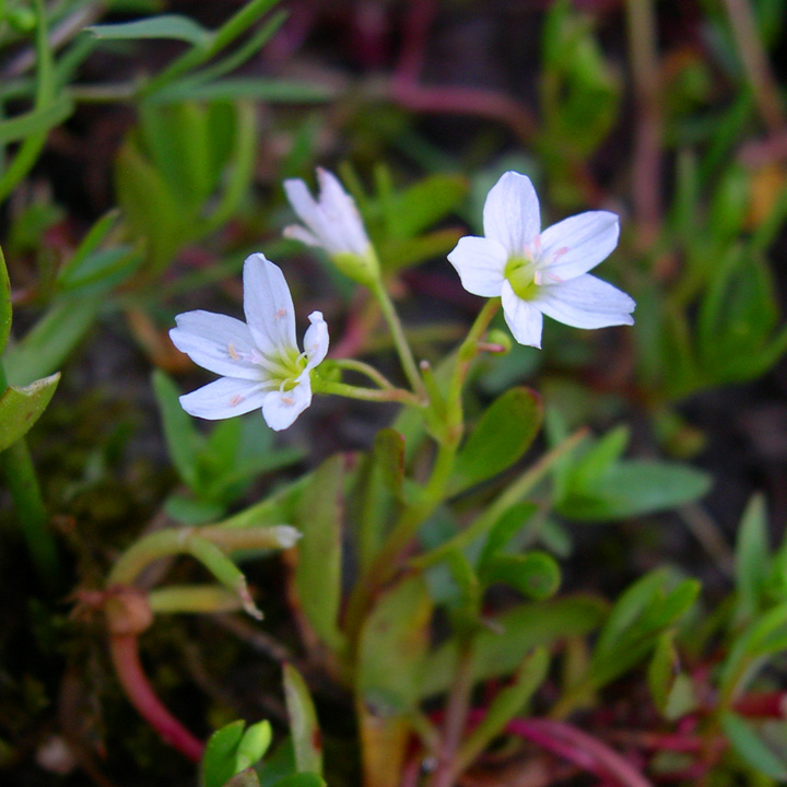 Plant image
