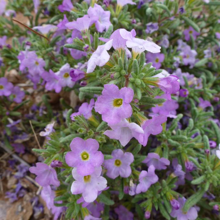 Plant image