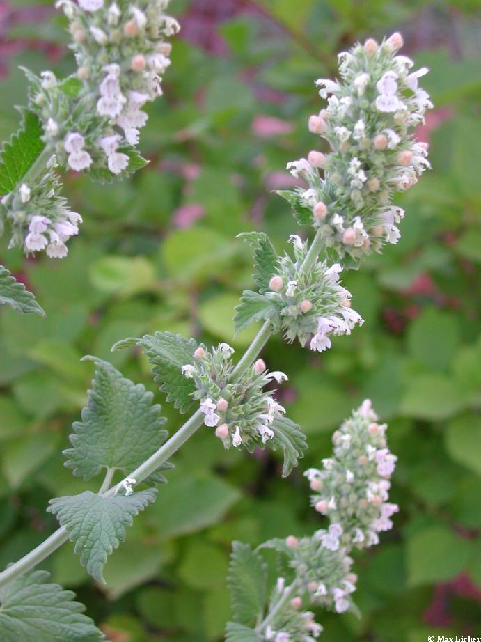 Plant image