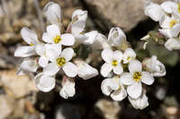 Plant image
