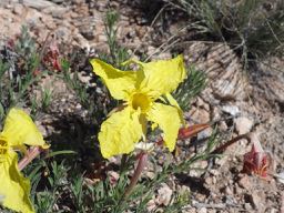 Plant image