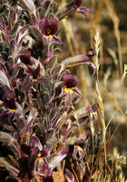 Plant image