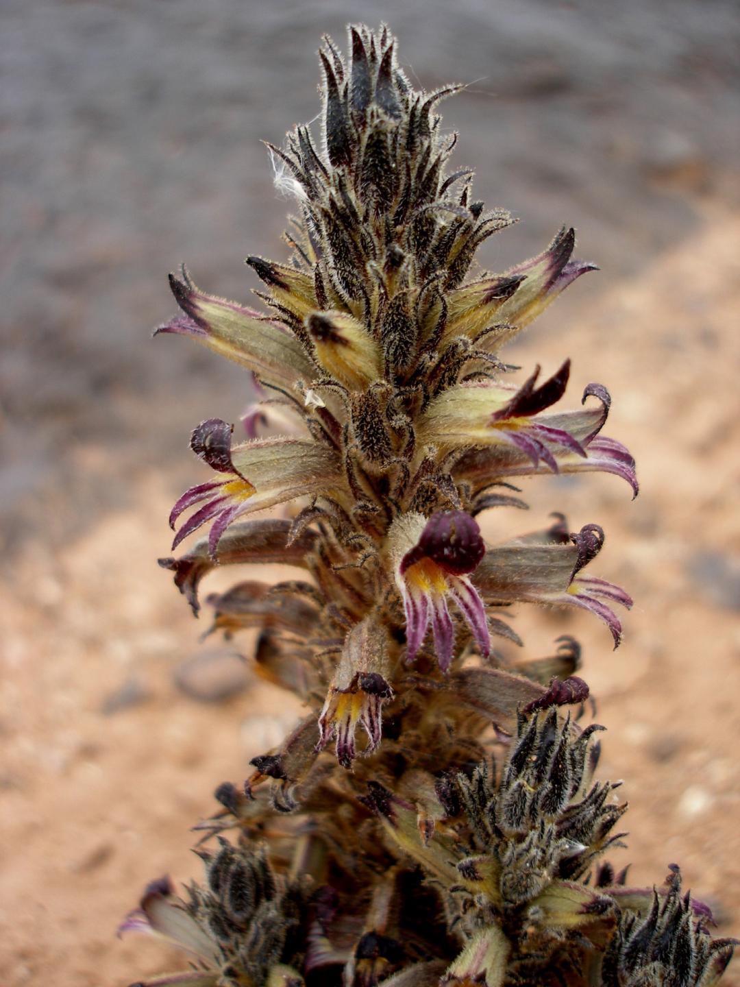 Plant image
