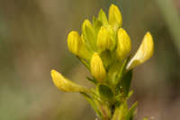 Plant image
