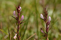 Plant image