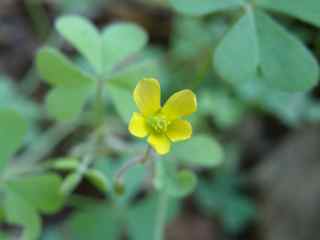 Plant image