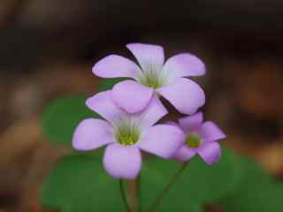 Plant image