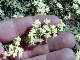 Plant image