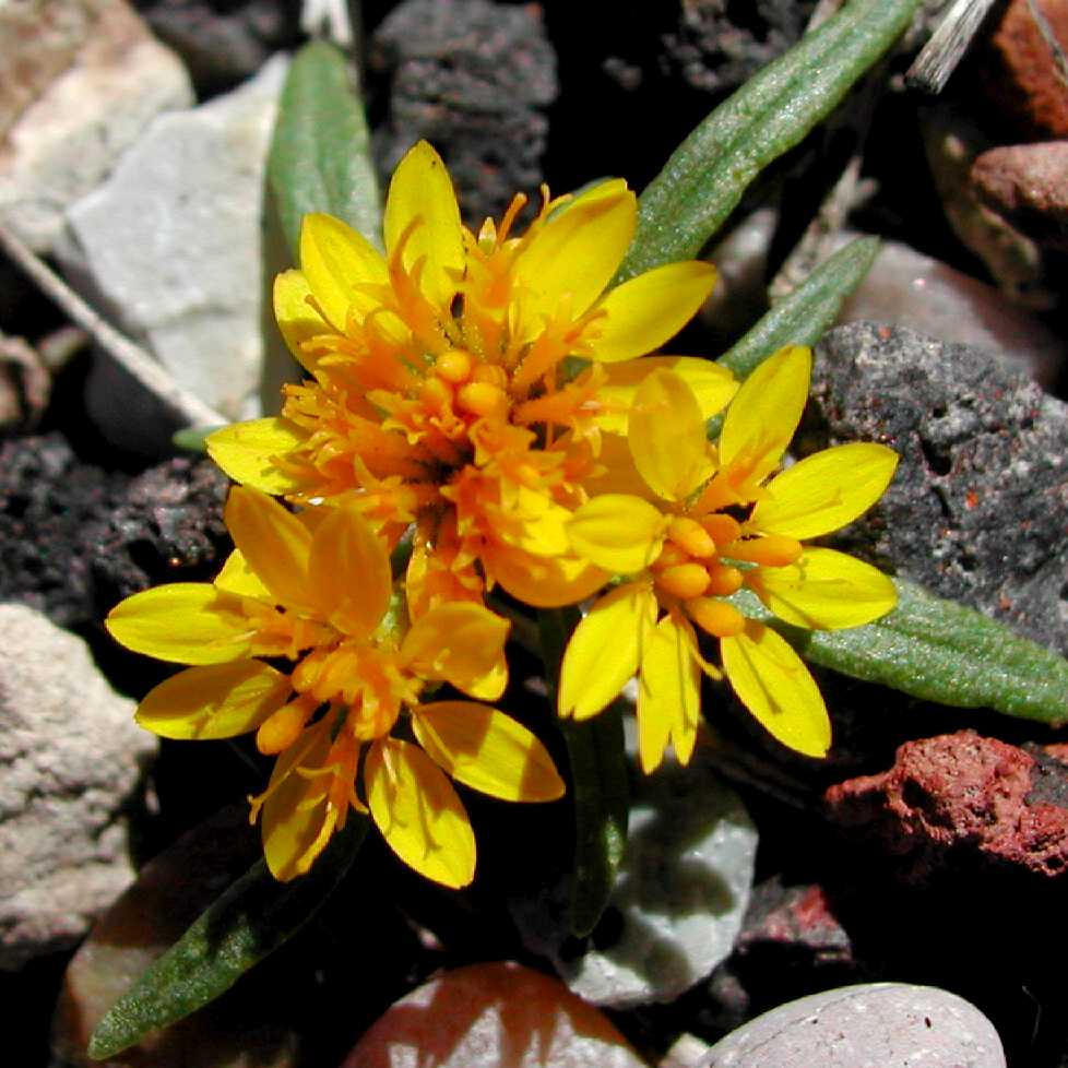 Plant image