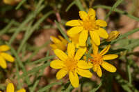 Plant image